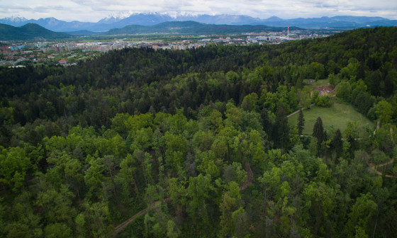 pogled na mestni gozd