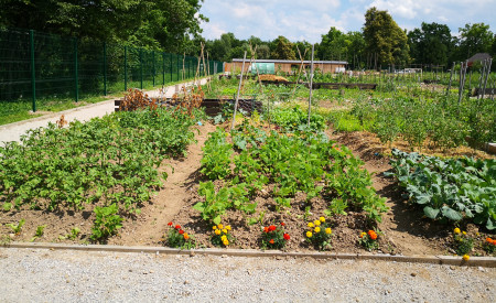 urejeni vrtički na območju Vižmarje Brod