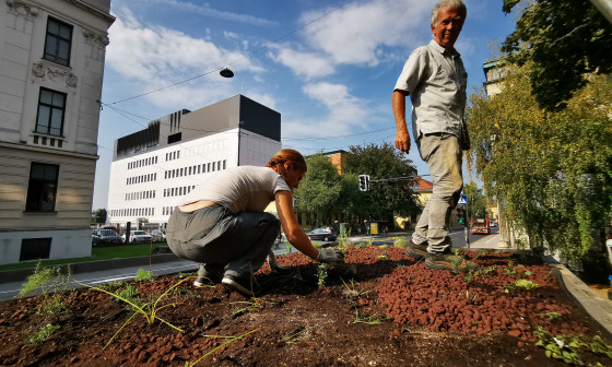 20200916 ozelenitev nadstresnic avtobusnih postaj NKrajnc 1
