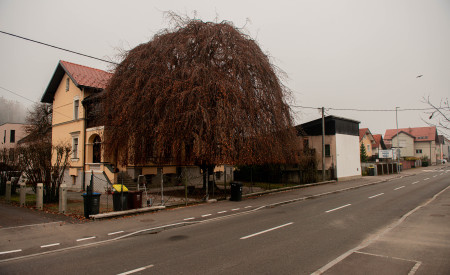 povešava bukev, za njo stoji hiša 