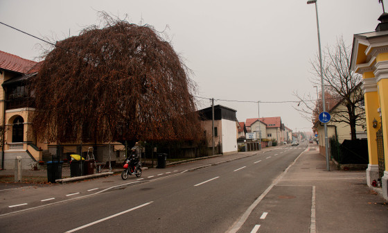 fotografija drevesa leta 2020