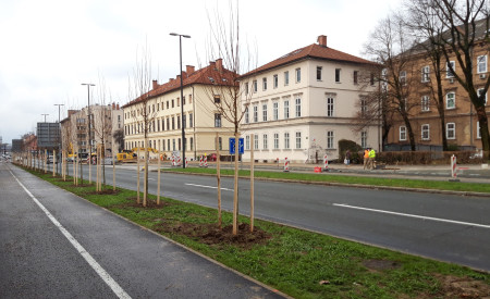20201210 drevesa Trzaska Vita Kontic Bezjak 1