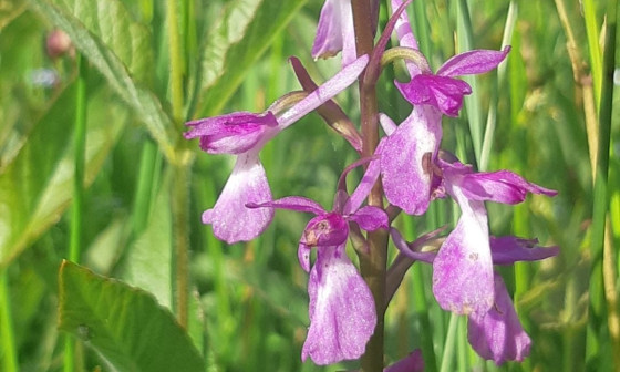 Orhideja Močvirska kukavica, foto: Miha Kocjan, vir KPTRŠh