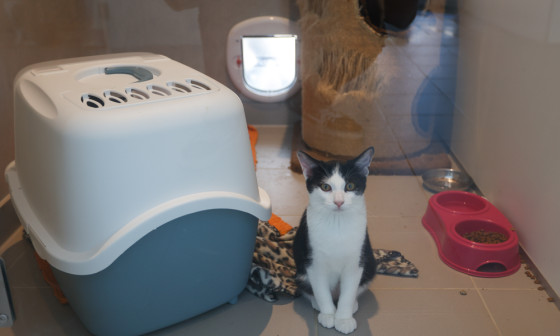 mačka v zavetišču 