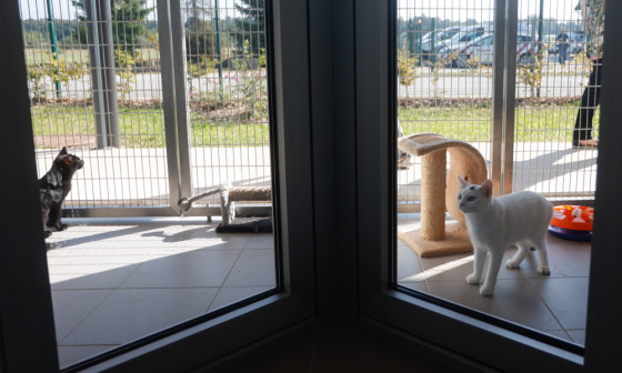 Mačke v zavetišču. Foto: N. Rovan 