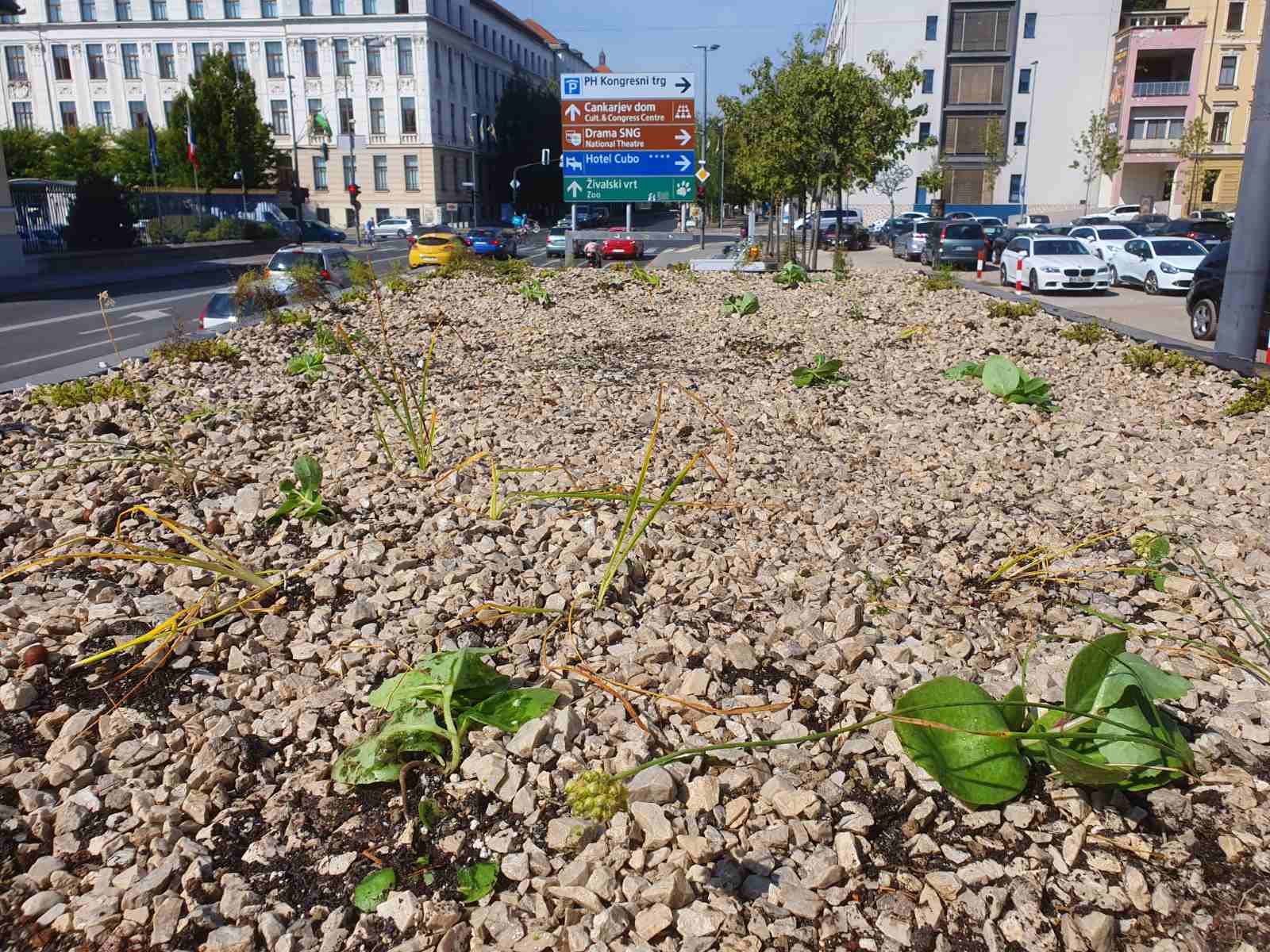 20210916 ozelenjevanje nadstresnic avtobusnih postaj J. Bavcon 2