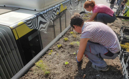 20210916 ozelenjevanje nadstresnic avtobusnih postaj J. Bavcon 1 1