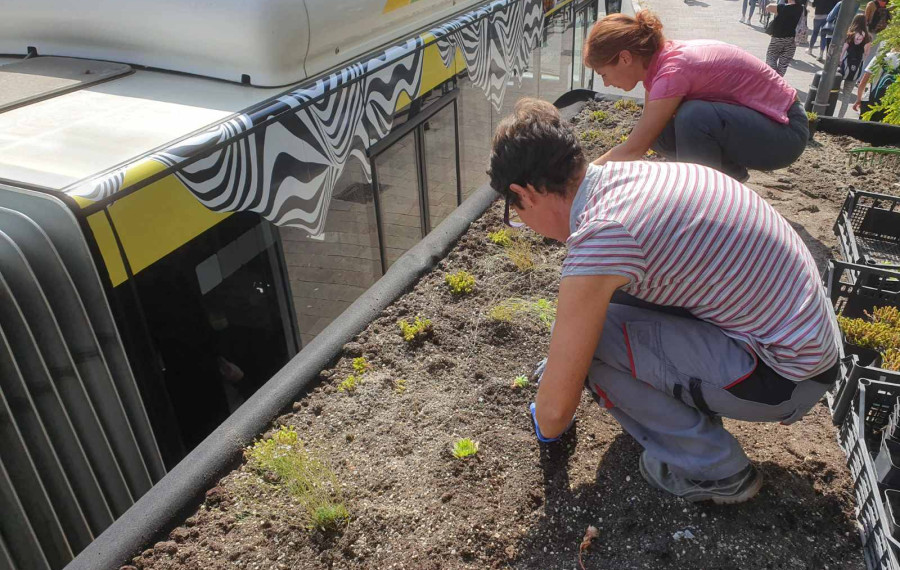 Ozelenjevanje nadstresnic avtobusnih postaj. Foto: J. Bavcon