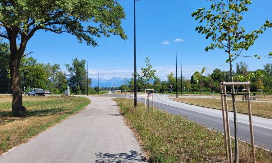Industrijska cesta, ob njej so zasajena drevesa