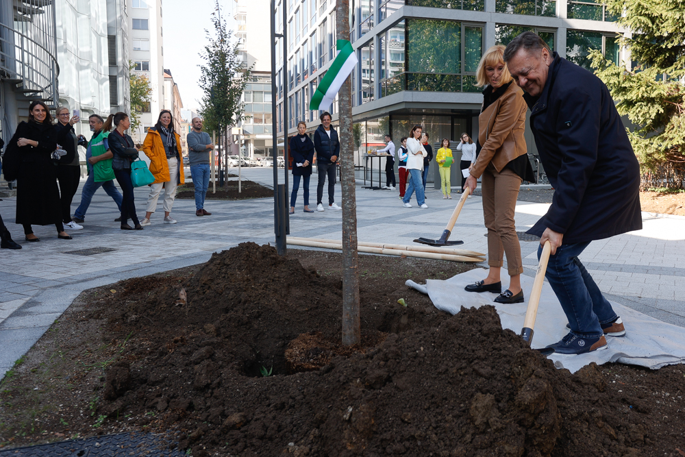 20221027 zasaditev dreves na cufarjevi ulici nrovan 020
