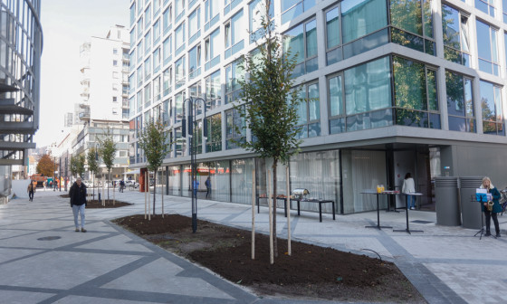 Zasaditev dreves na čufarjevi ulici