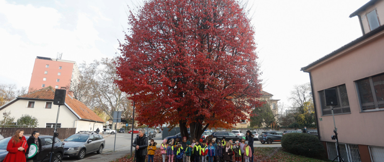 Perzijska bukev (Parrotia persica). Foto: N. Rovan 