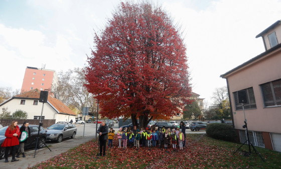 Perzijska bukev (Parrotia persica). Foto: N. Rovan 
