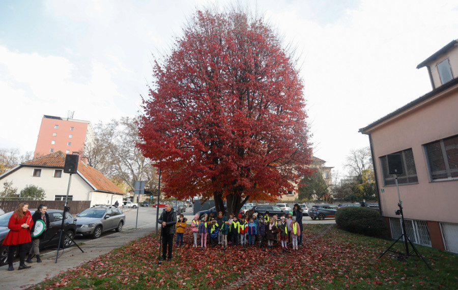 Perzijska bukev (Parrotia persica). Foto: N. Rovan 