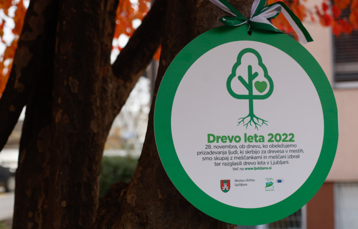 znak drevo leta