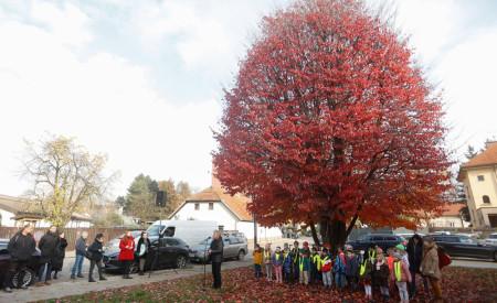 bukev z rdečo krošnjo, pod njo stojijo otroci
