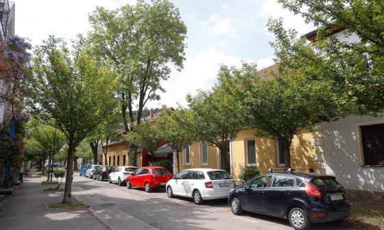 20240422 drevored leta nrovan 010