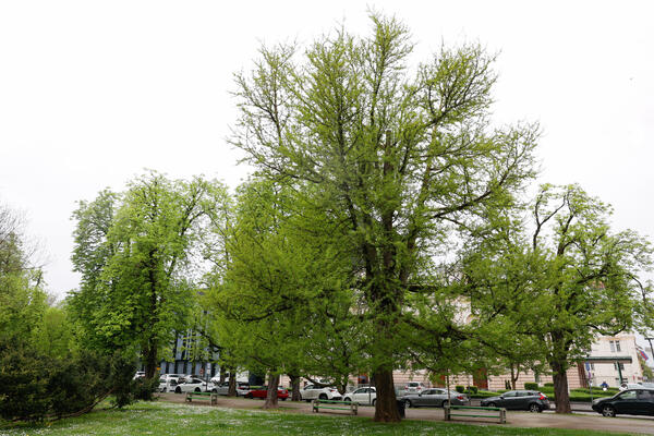 tree of the year 2024