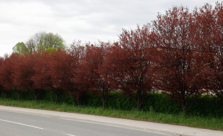 drevored ob Brnčičevi ulici