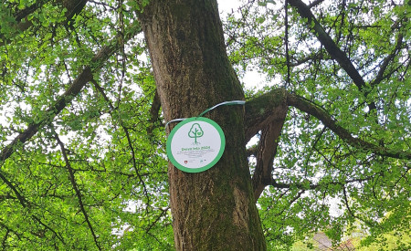 znak drevo leta 2024