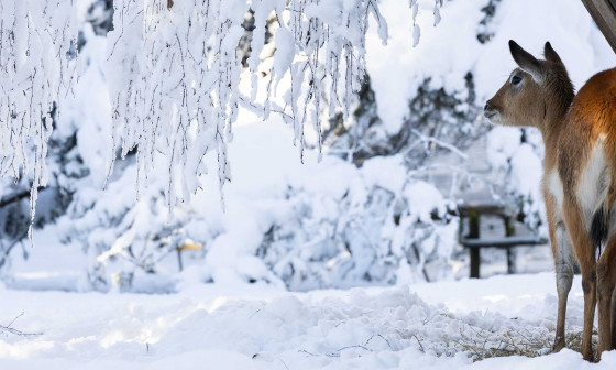 zasnežen zoo ljubljana