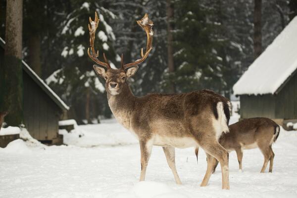 reindeer