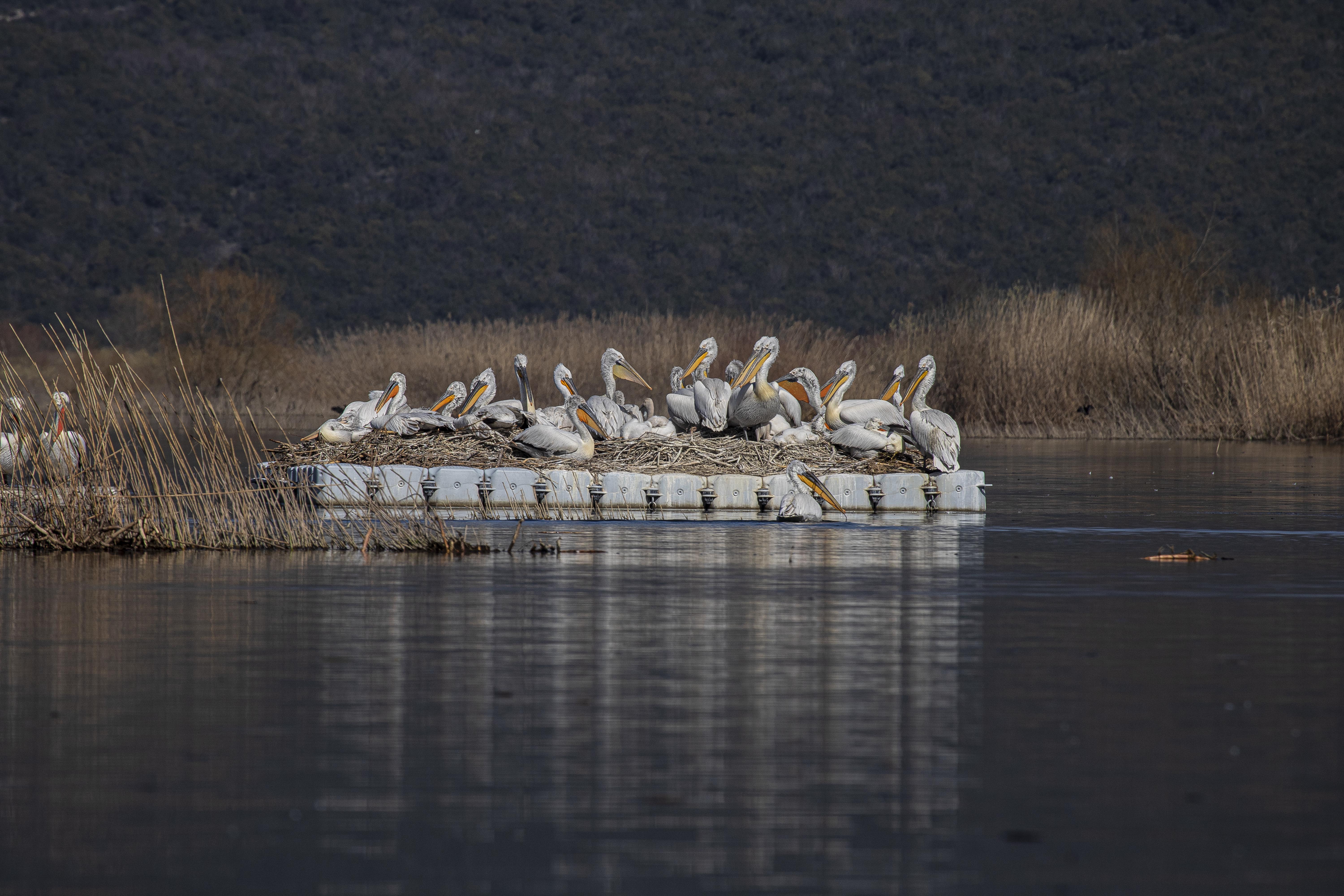 7 gnezdisce Kodrasti pelikan 2020 Skadarsko jezero nov splav FOTO Andrej Vizi NHM