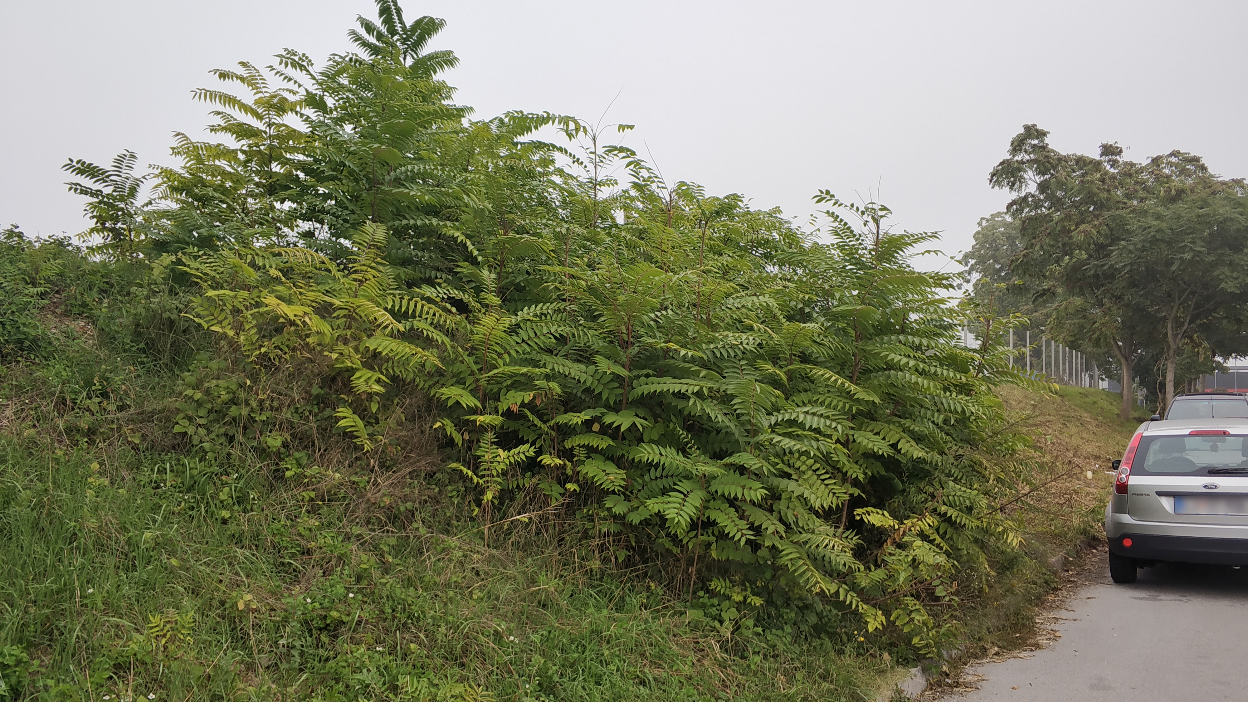 Ailanthus altissima IMG 20180917 090520 Foto BrankaTrcak