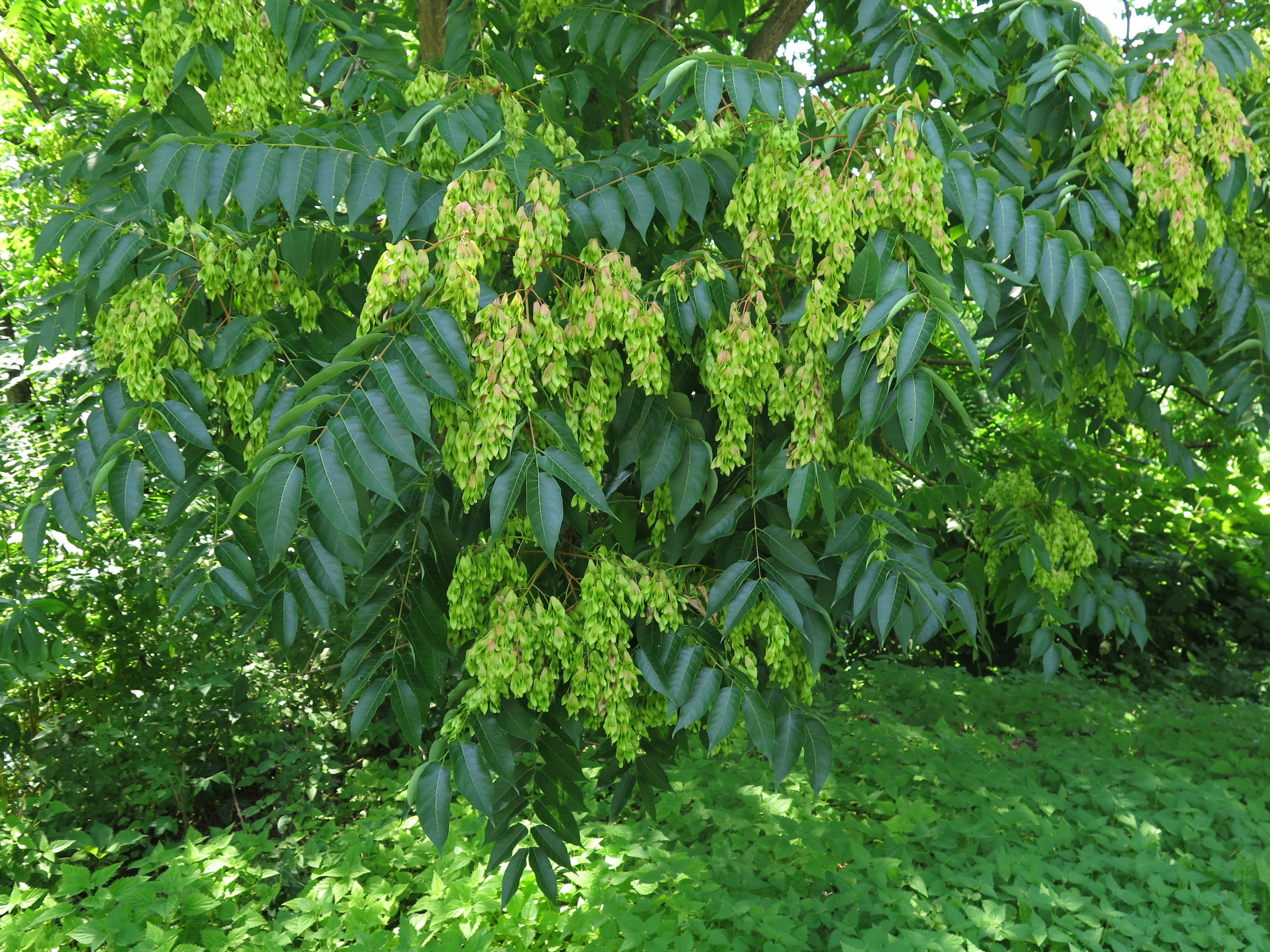 Ailanthus altissima SimonaStrgulcKrajsek 1