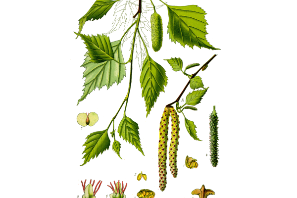 BETULA PNG