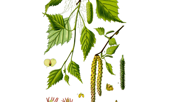 BETULA PNG