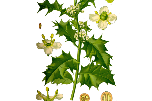 Navadna bodika 