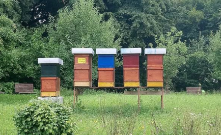 Urbani čebelnjak na vrtu DSO Ljubljana Vič Rudnik enota Bokalce; jesen 2018; Foto: Žiga Logonder