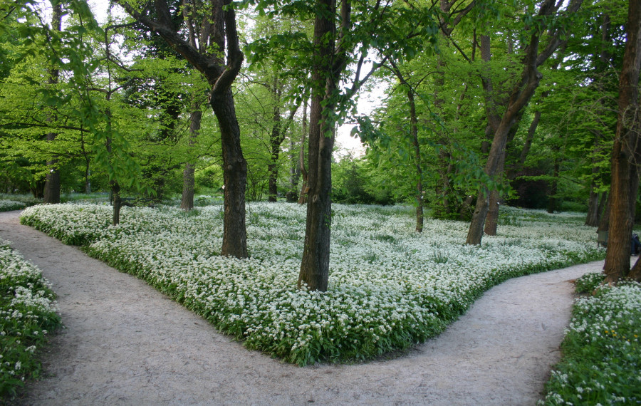 Botanicni vrt, foto: Joze Bavcon