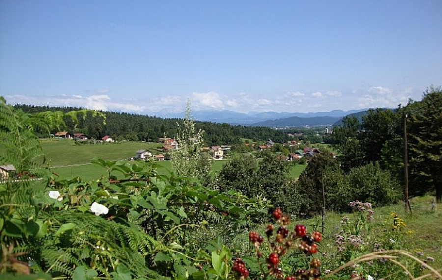 zeleno pobočje