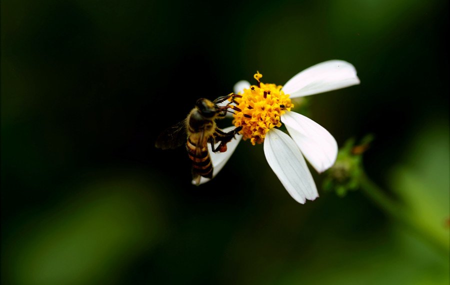 Cebela foto Pexels