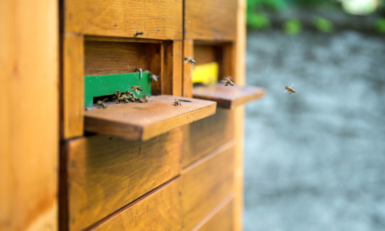 Cebela v Ljubljani foto Doris Kordic
