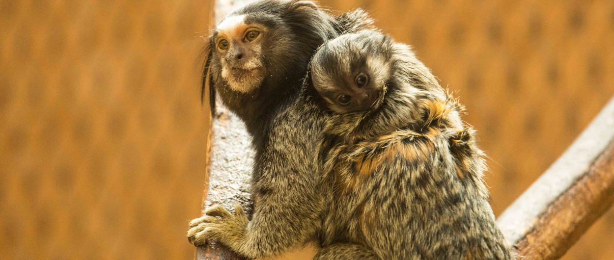 Črna čopičarka. Foto: Robert Prašnikar, ZOO Ljubljana