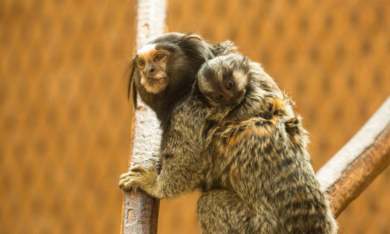 Črna čopičarka. Foto: Robert Prašnikar, ZOO Ljubljana