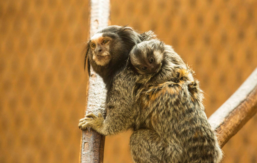 Črna čopičarka. Foto: Robert Prašnikar, ZOO Ljubljana