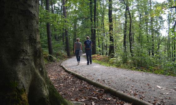 pot skozi gozd na Golovcu