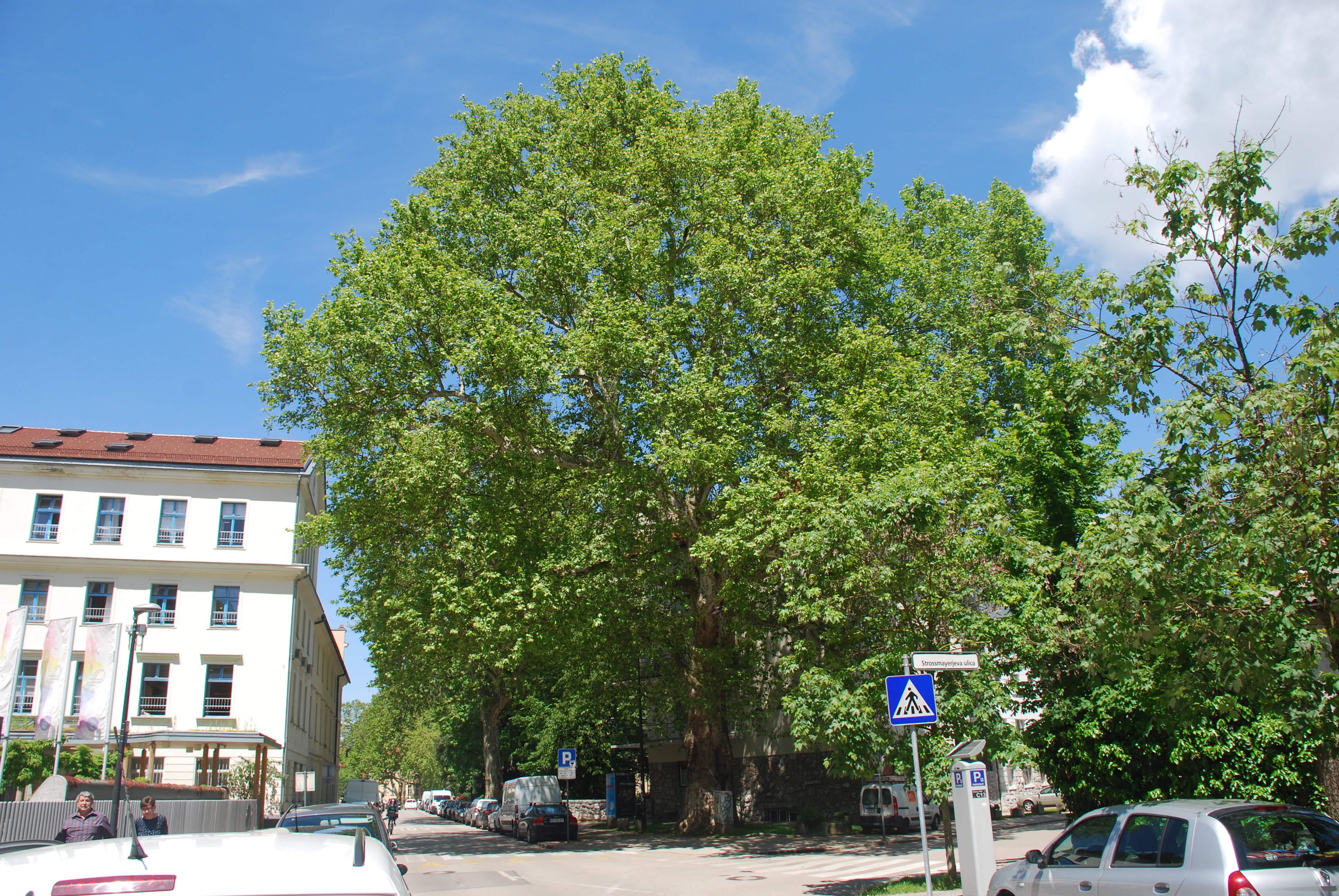 DSC 3627