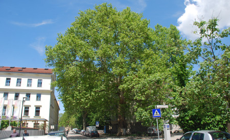 platana z bujno zeleno krošnjo 