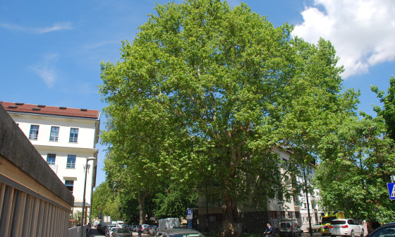 drevo z bujno krošnjo