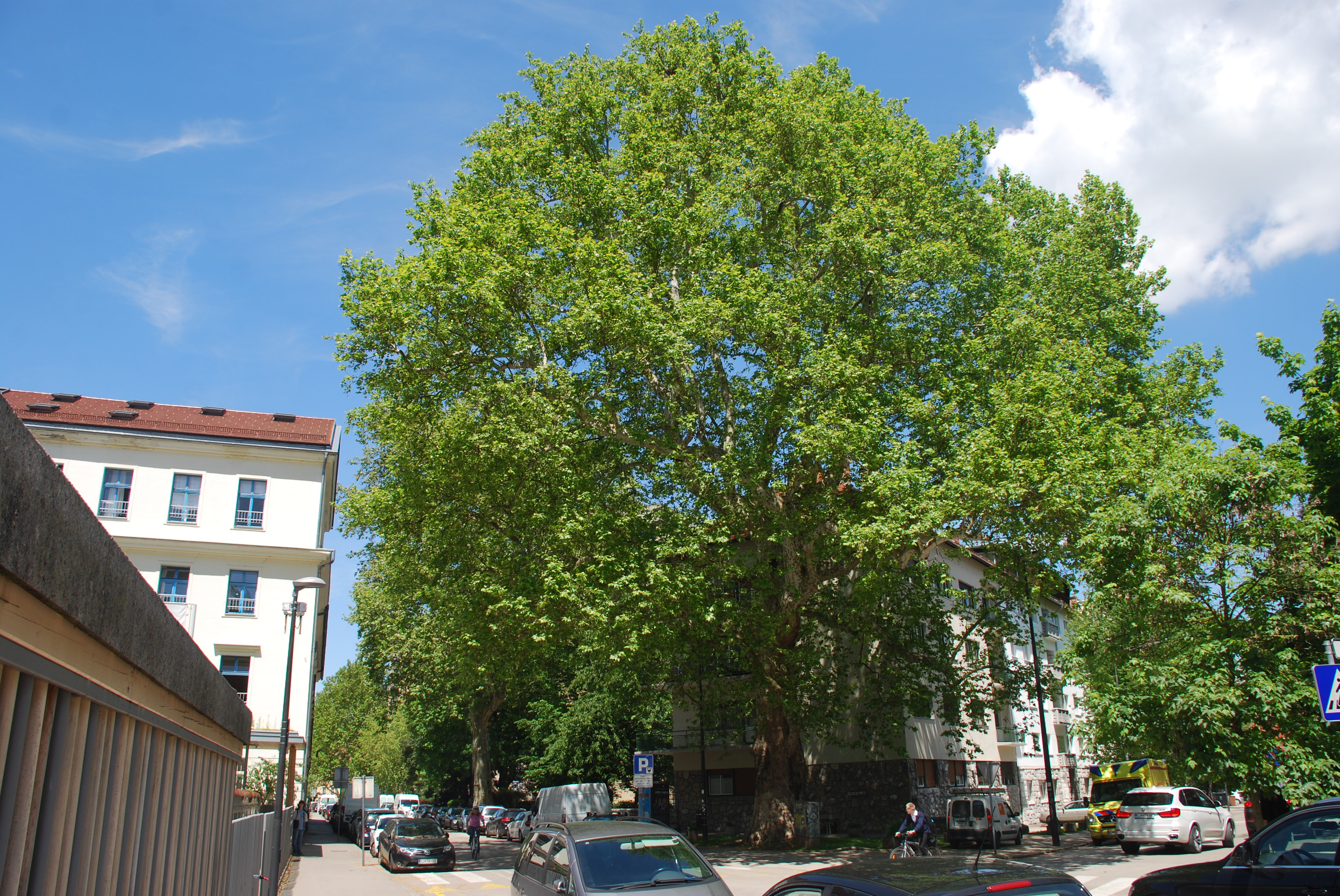 DSC 3633
