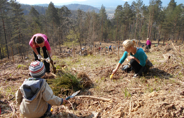 Pogozdovanje od žleda poškodovanih gozdov, foto: Vita Kontić