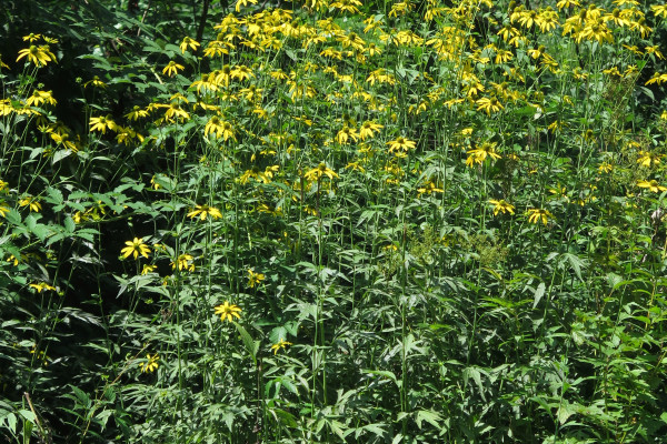 Deljenolistna rudbekija cvetoc sestoj avgust Foto SimonaStrgulcKrajsek1