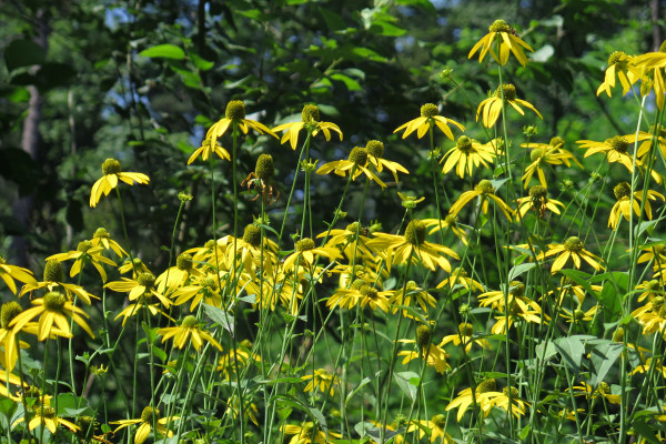 Deljenolistna rudbekija cvetoc sestoj avgust Foto SimonaStrgulcKrajsek