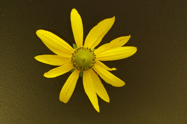 Deljenolistna rudbekija kosek Foto BrankaTrcak
