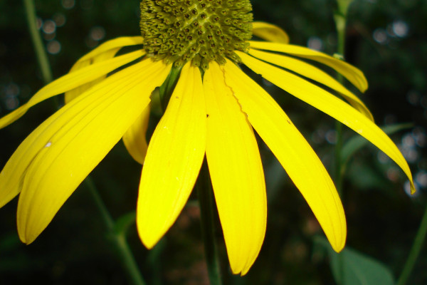 Deljenolistna rudbekija kosek Foto PetraSladek